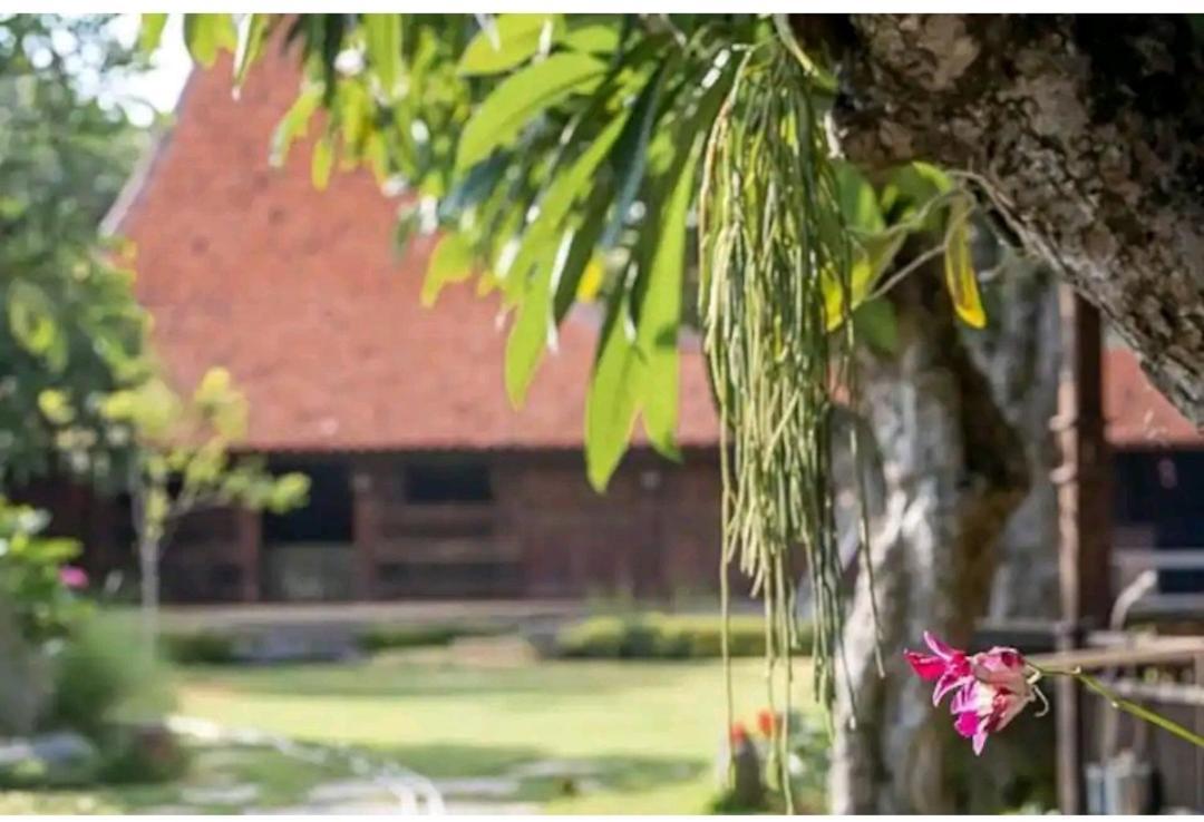 Damai Hotel Canggu Eksteriør billede